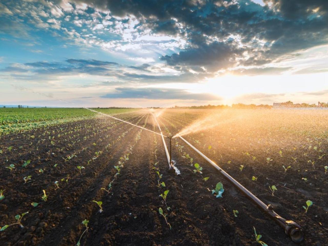 field of crops