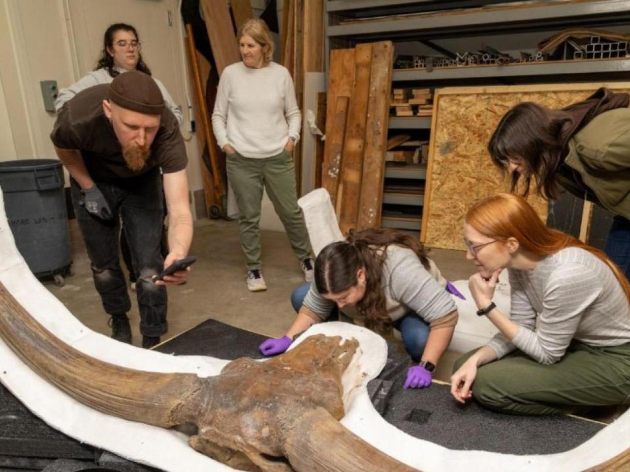 People looking at a bison latifrons skull