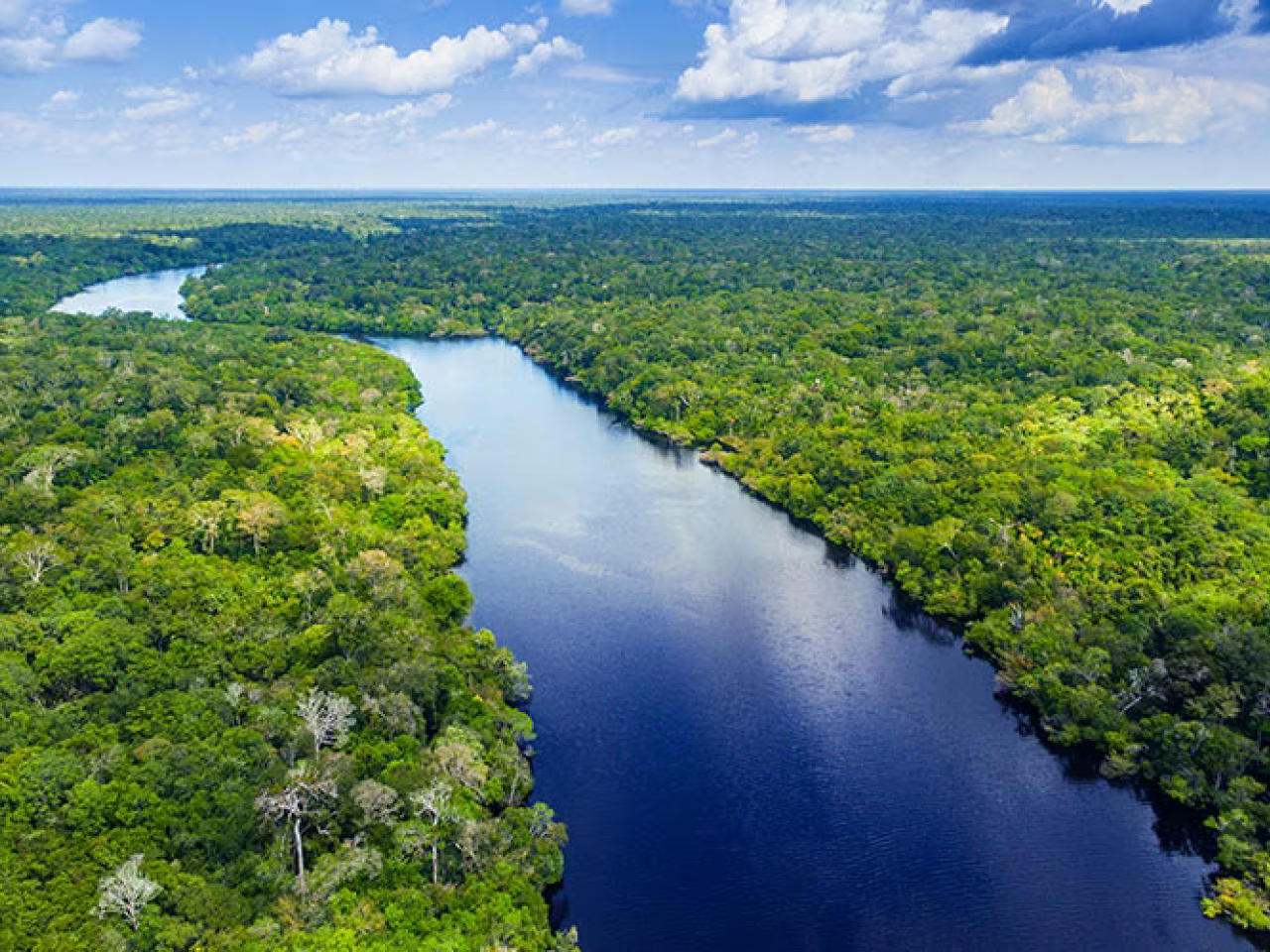 aerial shot of river surrounded by forest