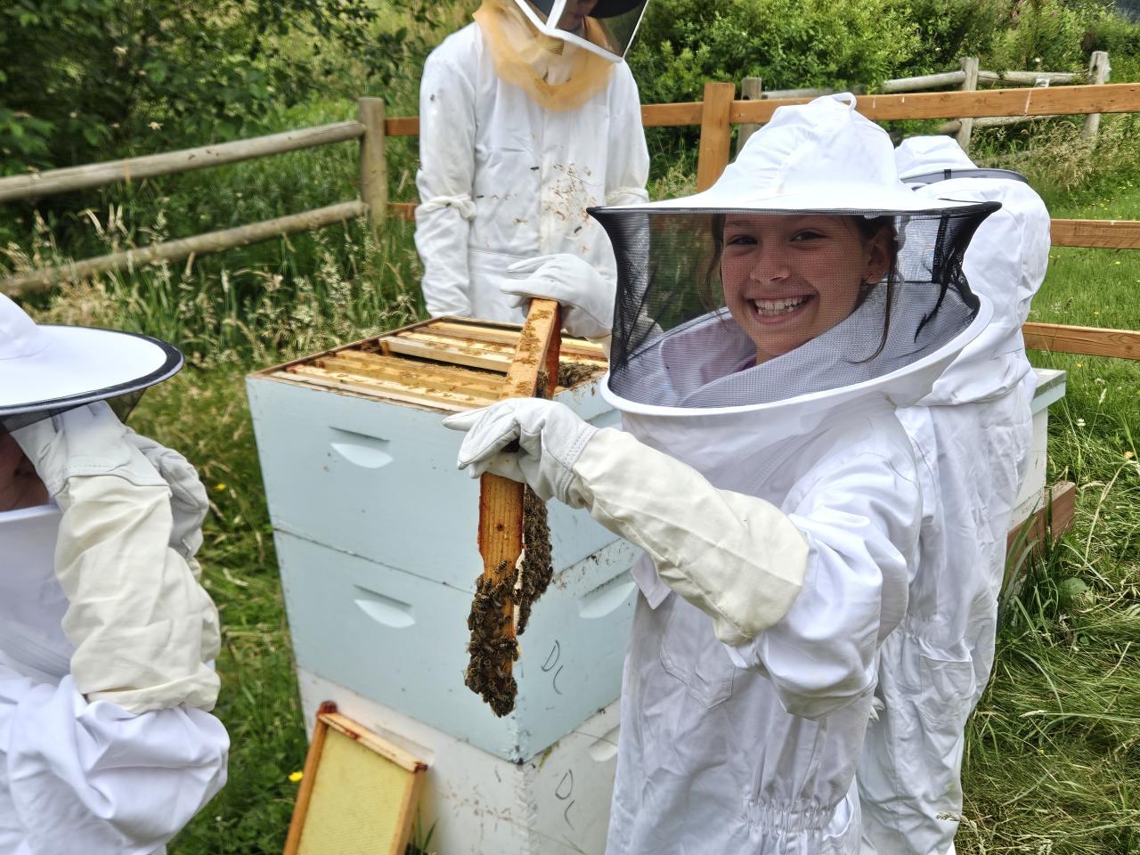 people working with bees