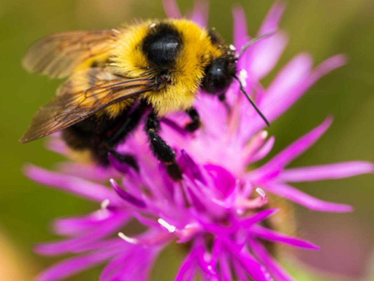 A bumblebee on a bright pink flower