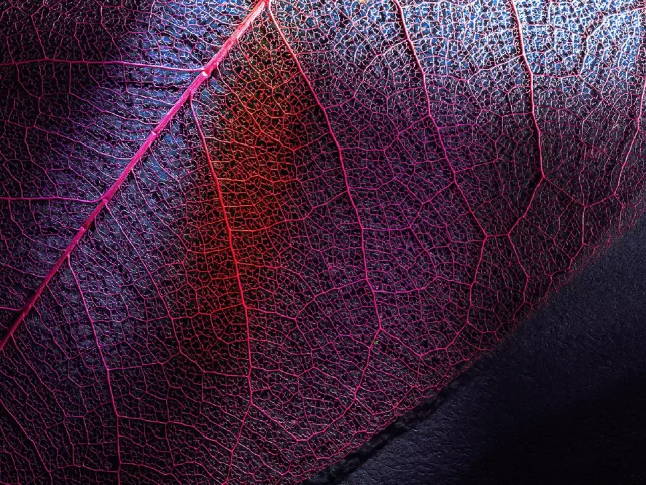 Close up of a leaf with red veins. Shadows cover it.