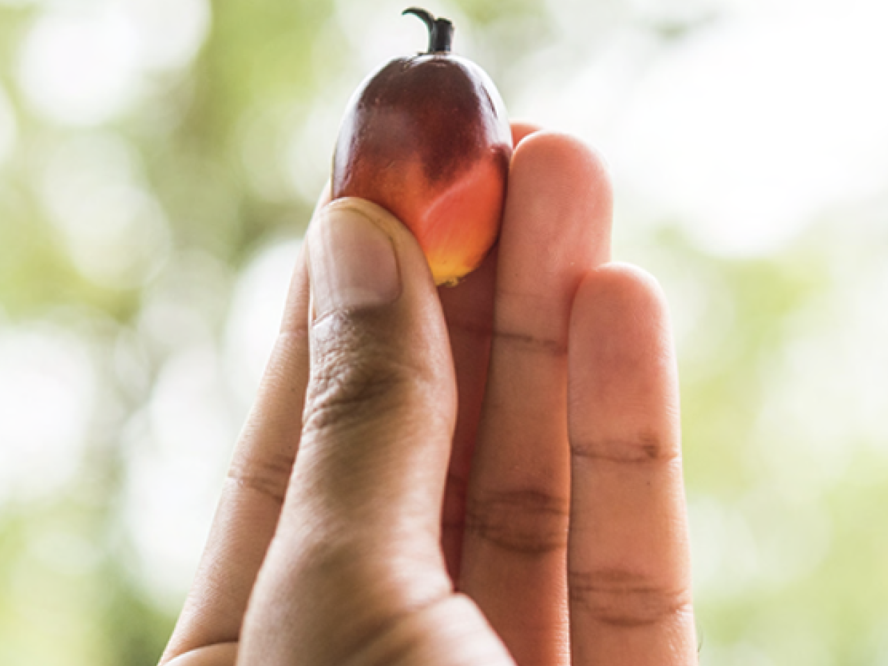 person holding a seed
