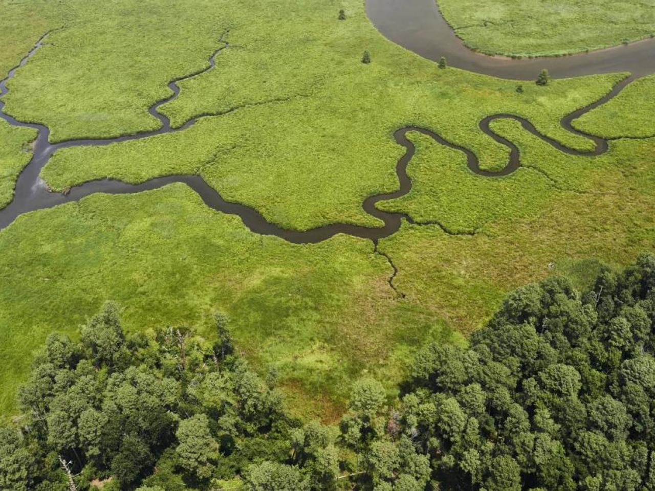 Aerial view of a winding river in a lush green area.