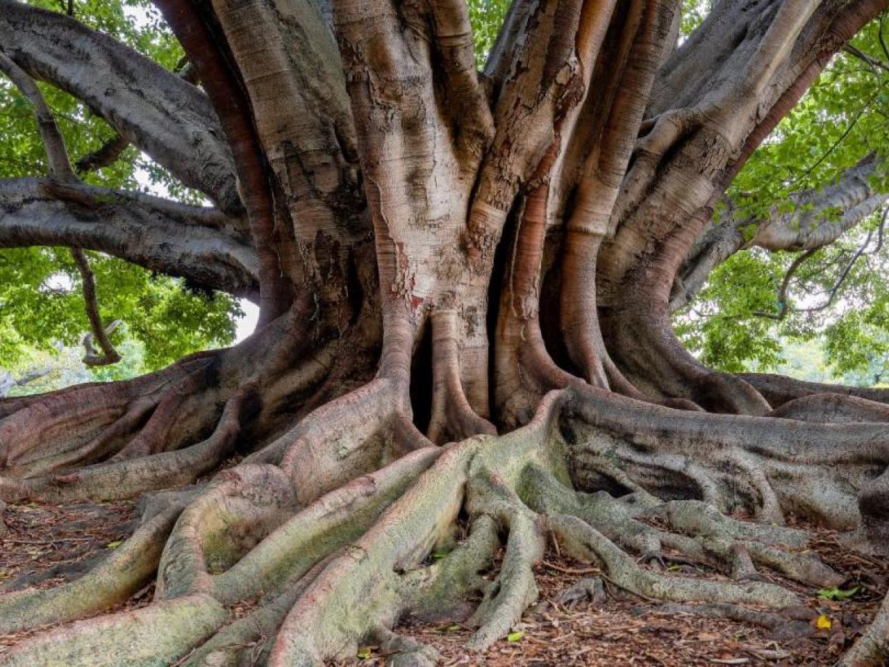 Giant tree with exposed roots