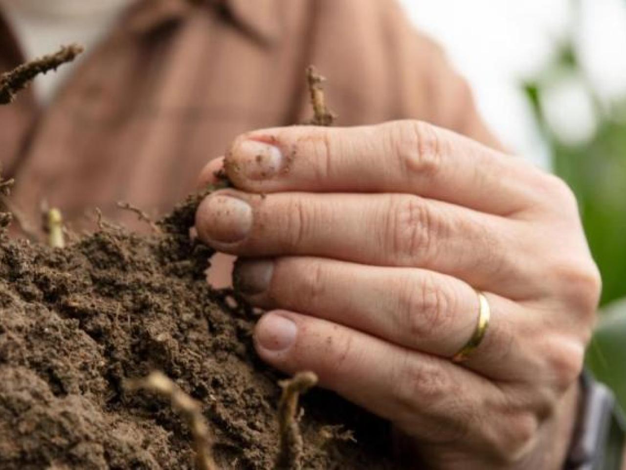 farmer examining roots in a mound of dirt