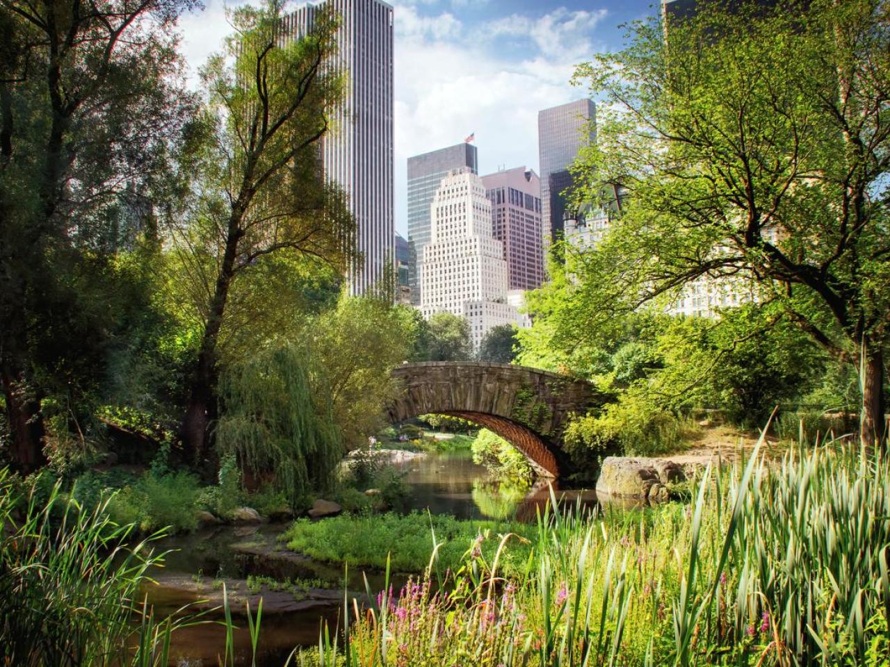 In a park looking through a break in the trees there there many skyscrapers in a NY skyline.