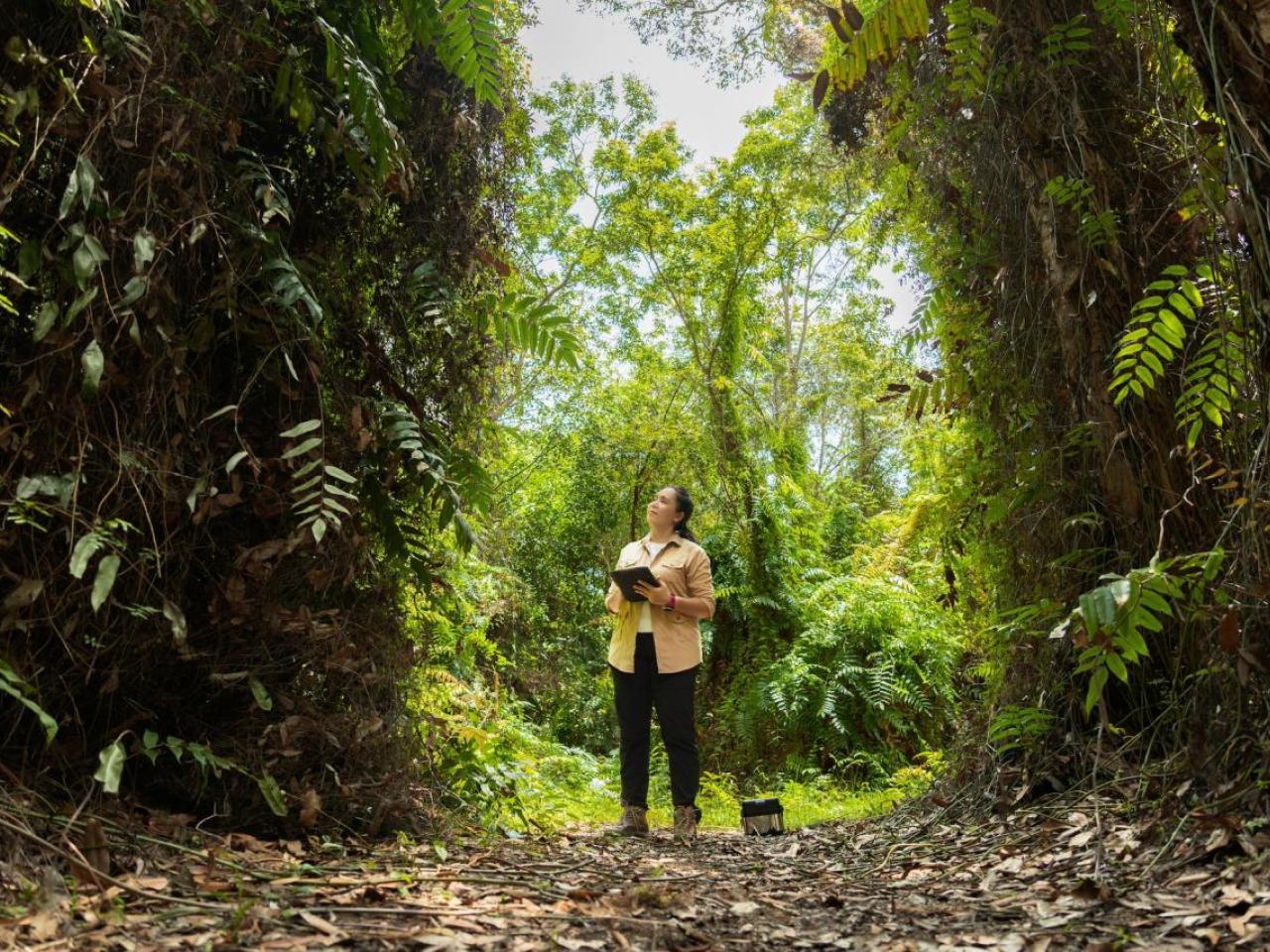 person in the forest