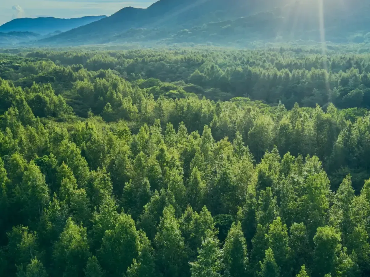 Aerial view of a lush green forest with sunlight streaming over distant mountains.