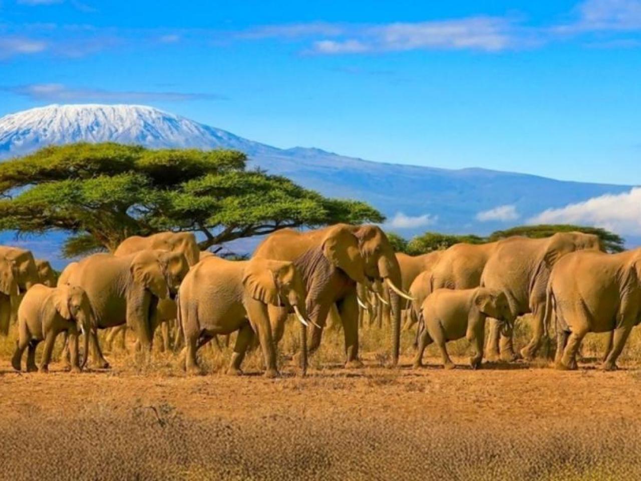 group of elephants walking across a plain