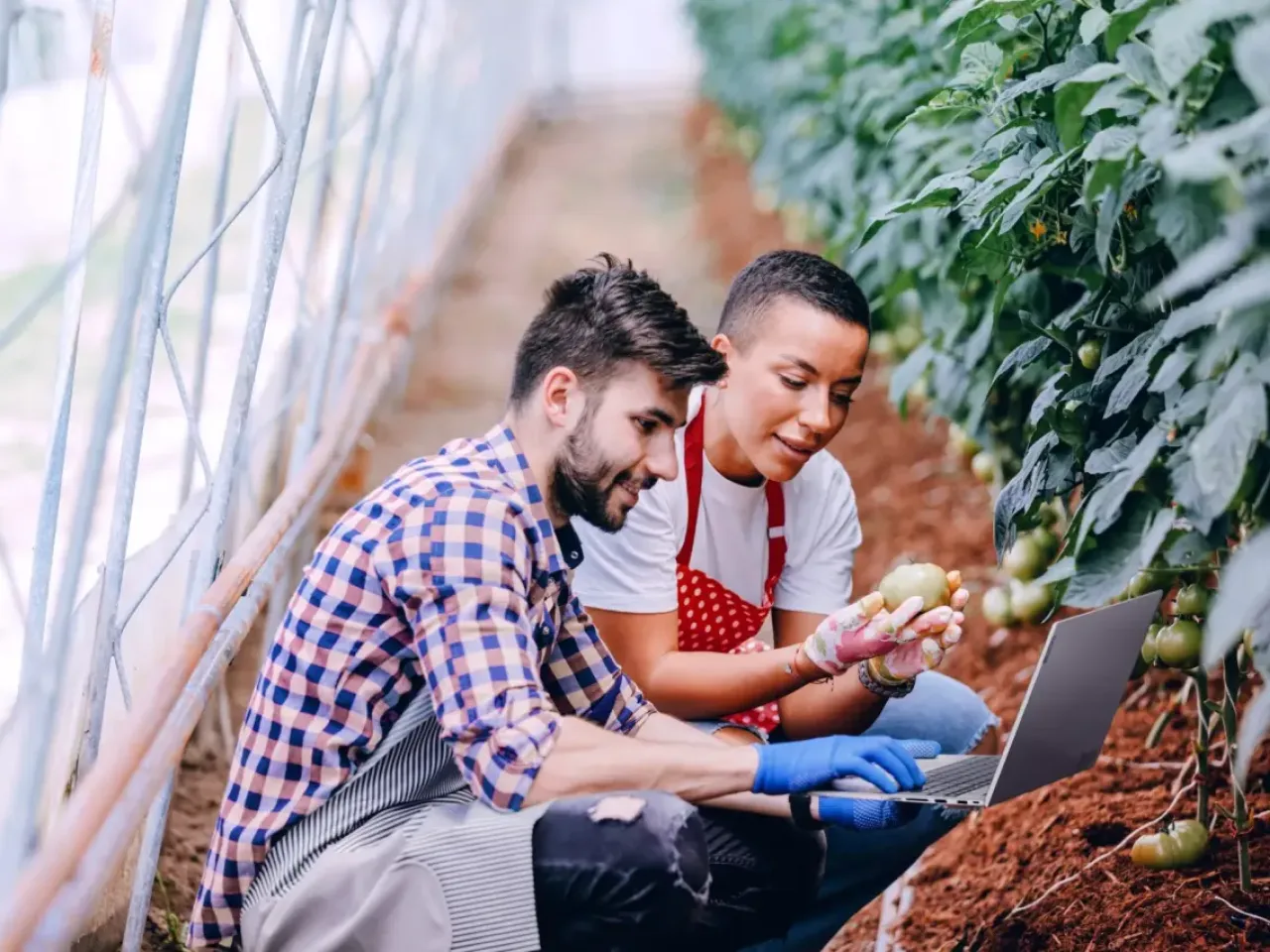 Two people harvesting potatoes in greenhouse