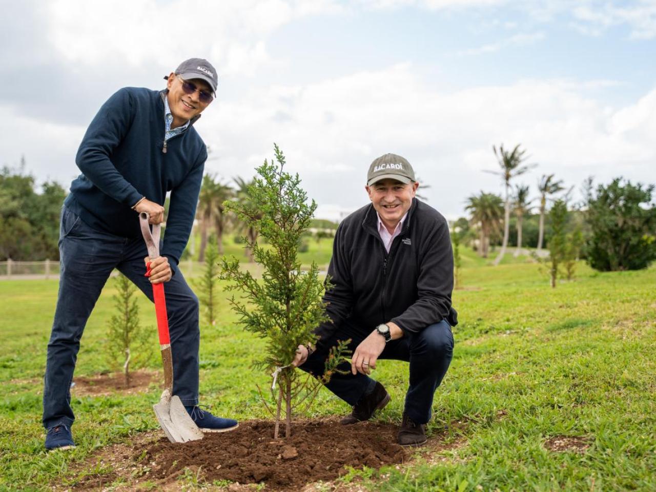 Two men planting a tree in Bermuda