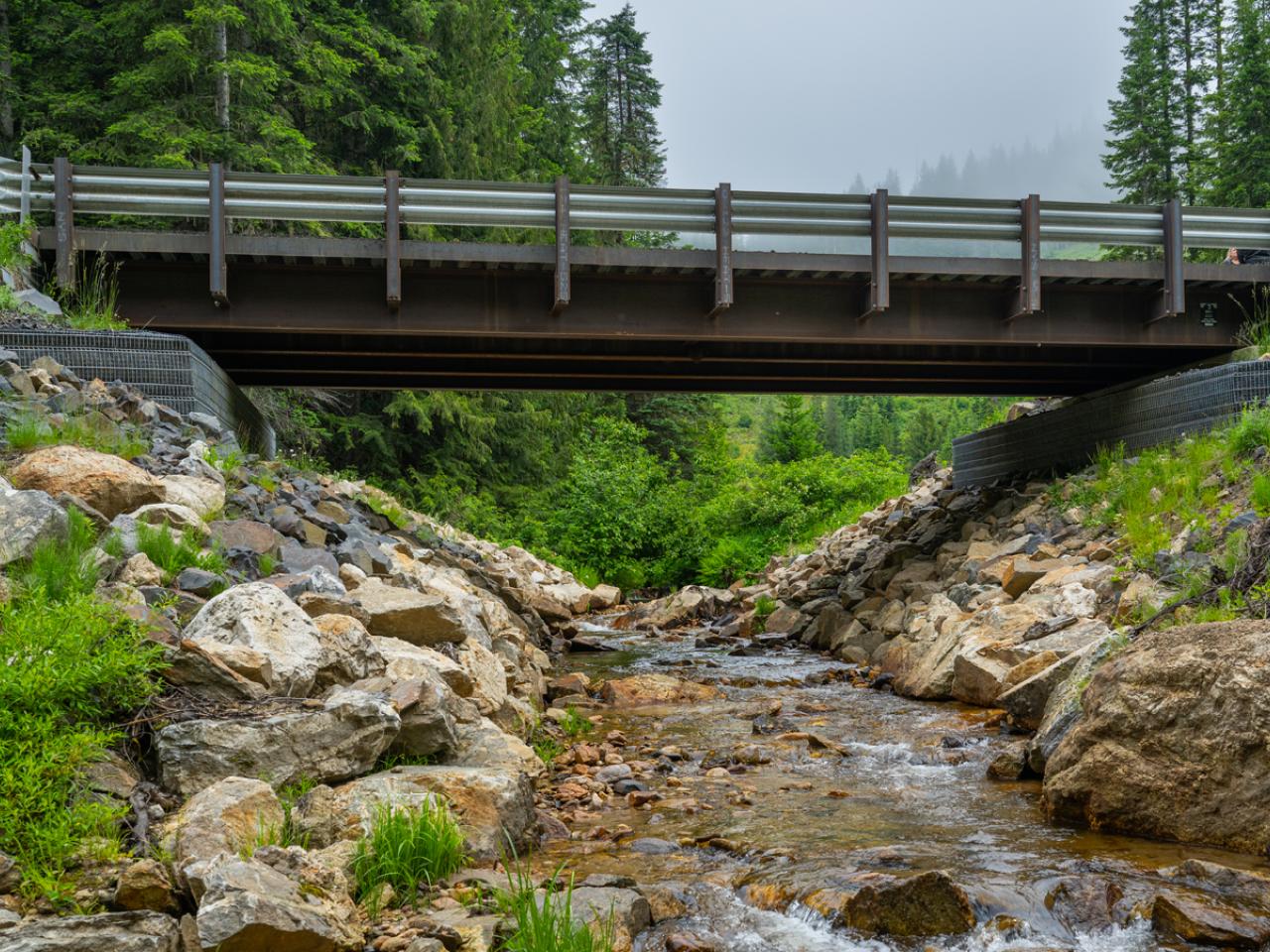 bridge in the forest