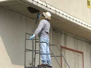 person on scaffolding examining a beehive