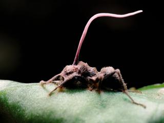 Ophiocordyceps unilateralis, commonly known as zombie-ant fungus