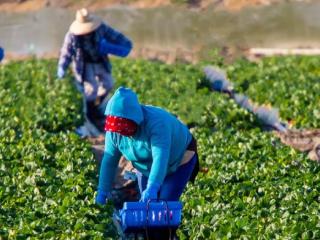 Farm workers
