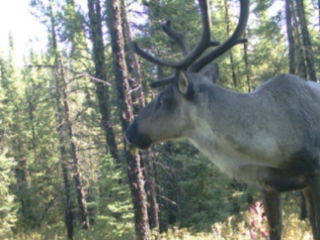 A caribou in a forested area.