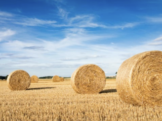In 2021, Essity began tissue manufacturing using pulp from wheat straw at its production facility in Mannheim, Germany.