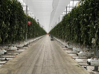 Inside of large Greenhouse