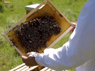 OFA Supports Bees in France