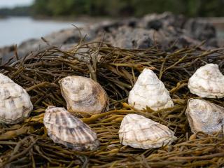 Oyster shells and​ macroalgae (such as​ kelp​)​ serve as restoration solutions to ​promote​ ocean health. 