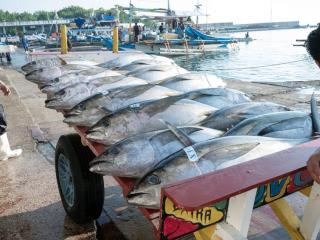 two people in white boots stand near a cart full of large fish on a dock