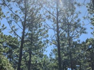 Looking up, two tall pine trees are central in a grove of other trees