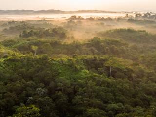 aerial view of a dense forest with fog in the background