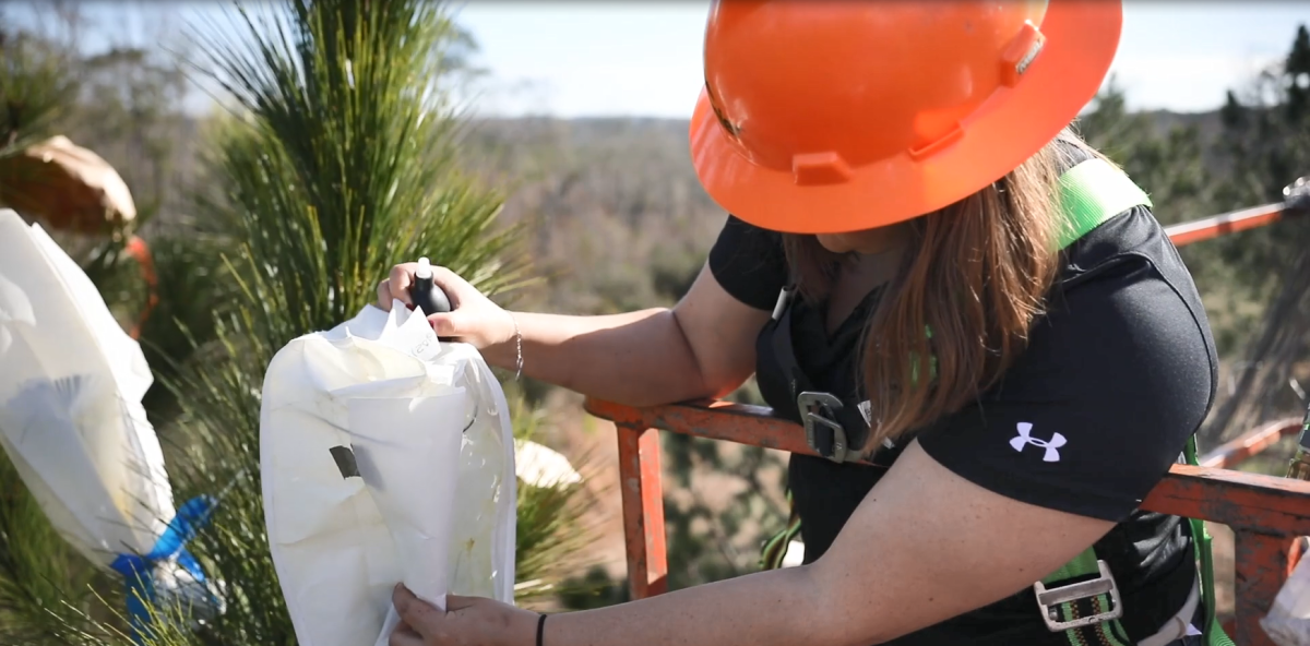 A person on a lift collecting a pollination bag from a pine tree.