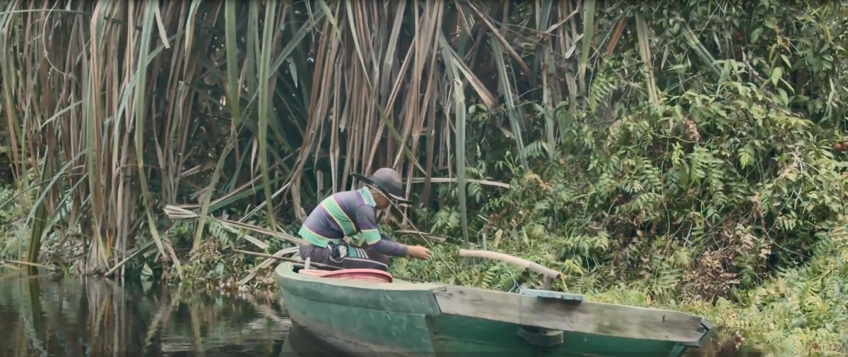 A person in a small boat, dense vegetation in front of them