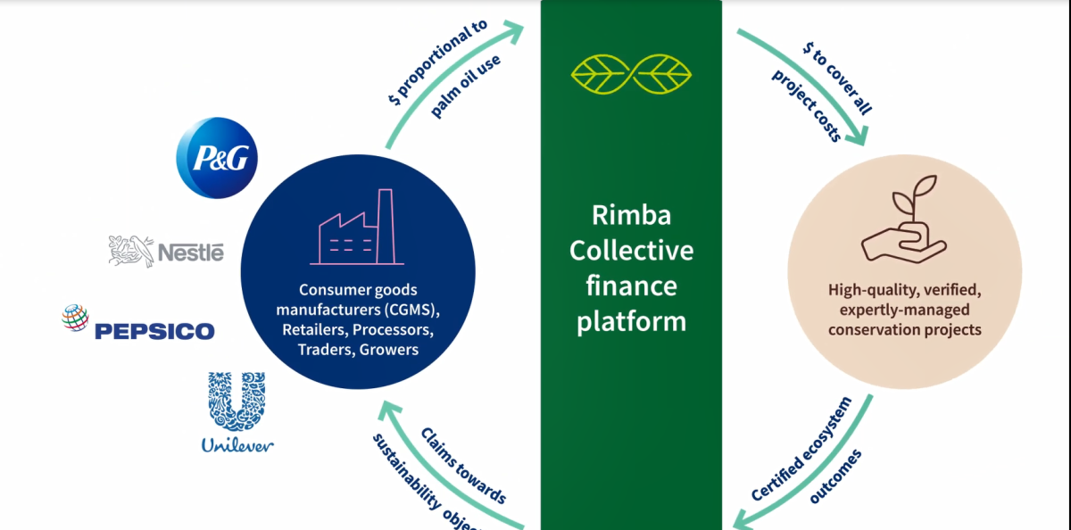 Info graphic of "Rimba Collective finance platform"