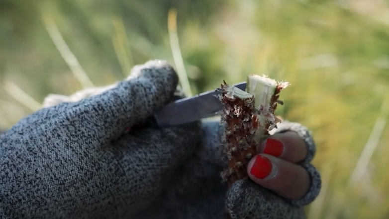 hands preparing to graft