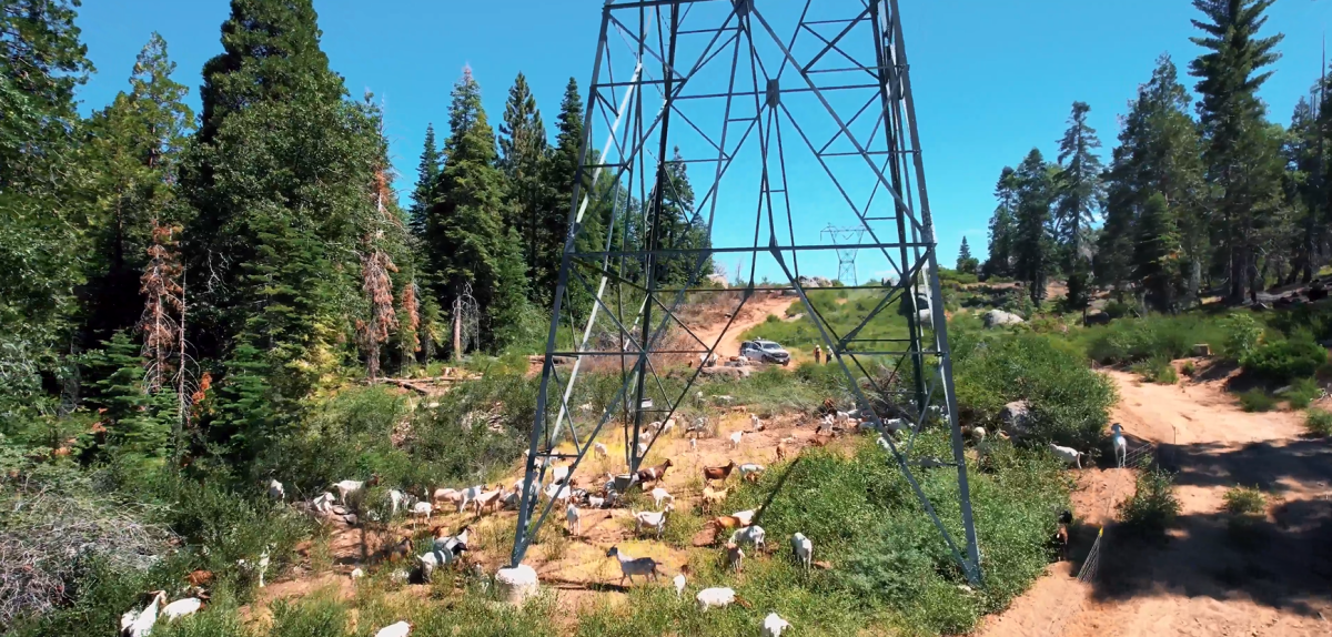 Hungry goats help Southern California Edison reduce the wildfire risk in the Sierra Nevada.