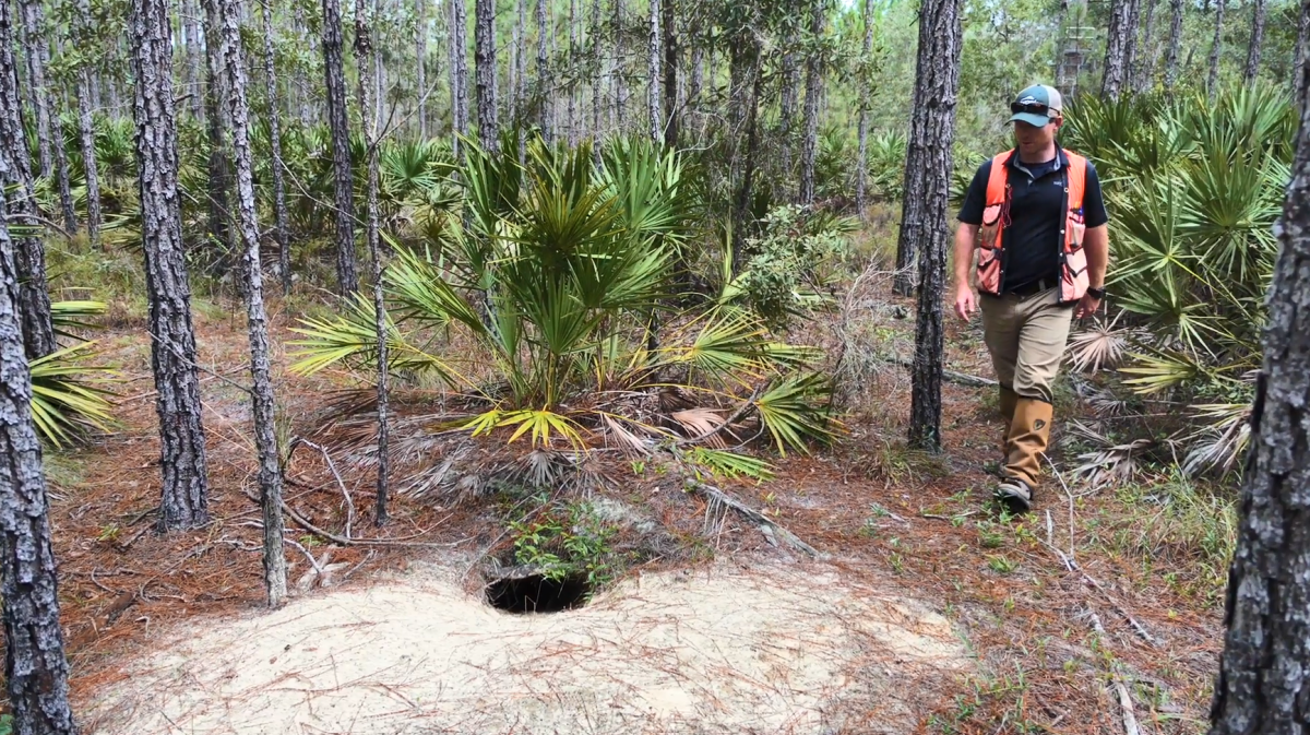 Blake walking up to a tortoise burrow.