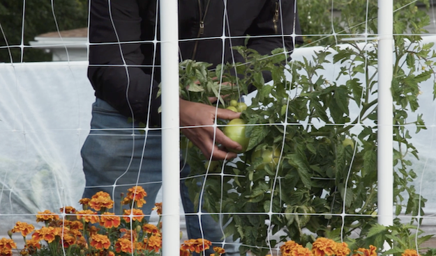 Person shown harvesting tomatoes in a garden.