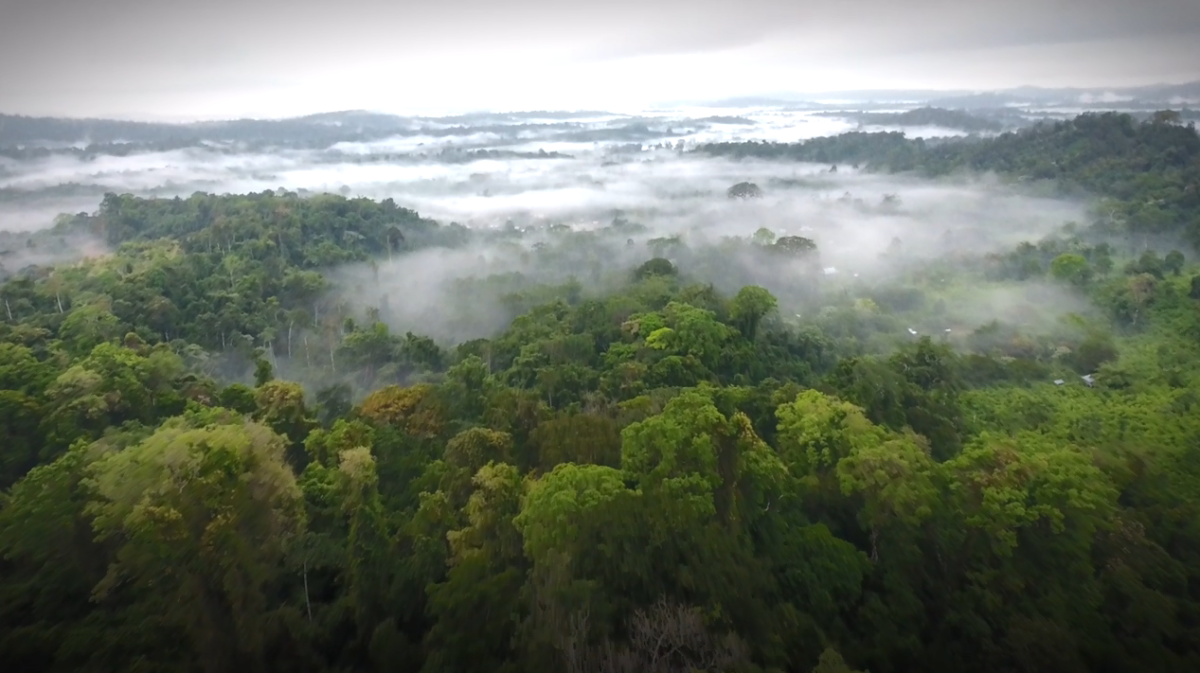 Aerial view of a lush forest with spots of fog.