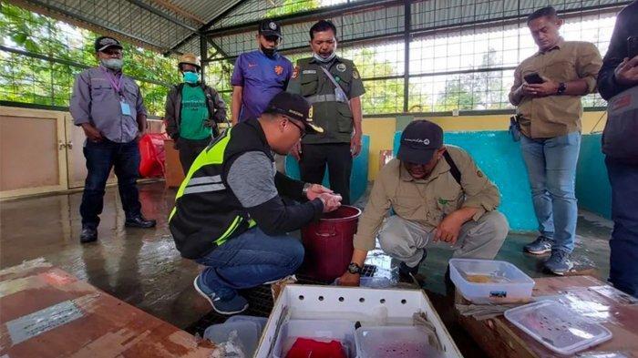 Photo courtesy of Tribun-Papua.com. group of people saving turtles