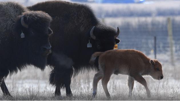 Photo of two adult bison and a young bison