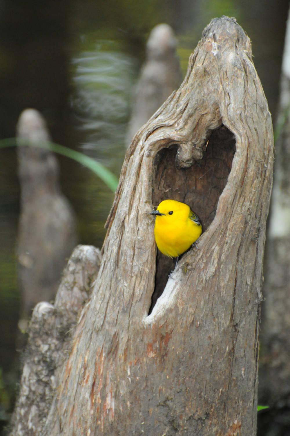 Photo credit: U.S. Fish and Wildlife Service; Musselman, Mark, National Audubon Society