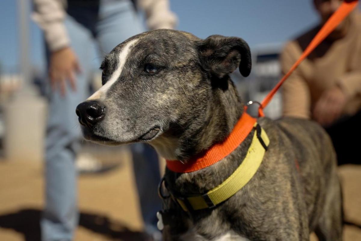 Dog outside being held on an orange leash