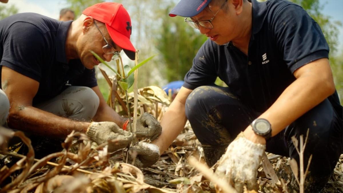 volunteers planting mangroves