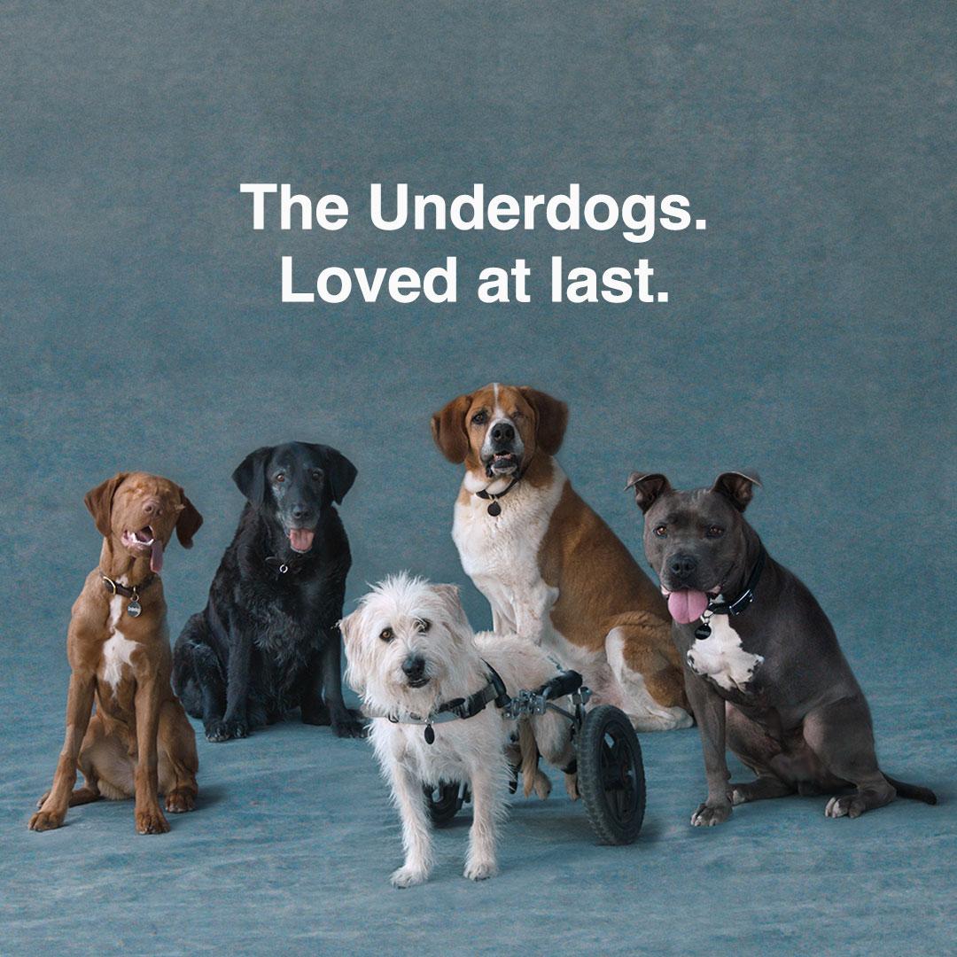 5 dogs pose under text that says " The underdogs. Loved at last"