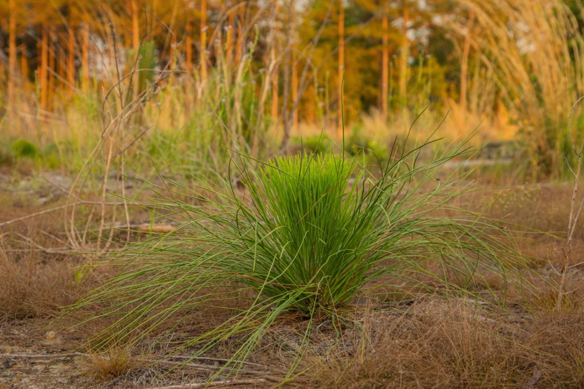 Longleaf seedling 