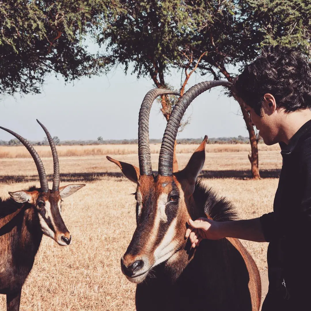 Person petting a Gazelle 