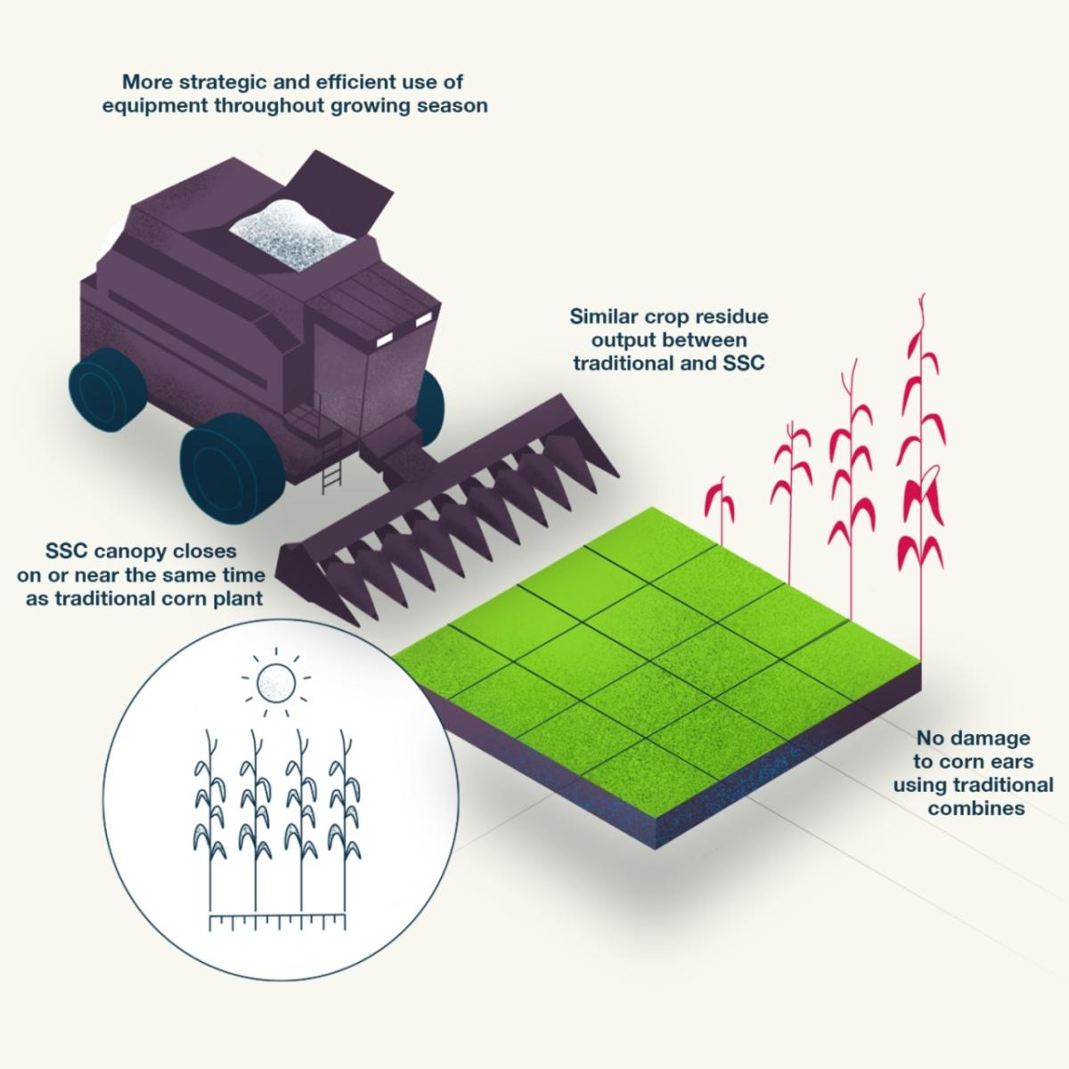 infographic of corn production