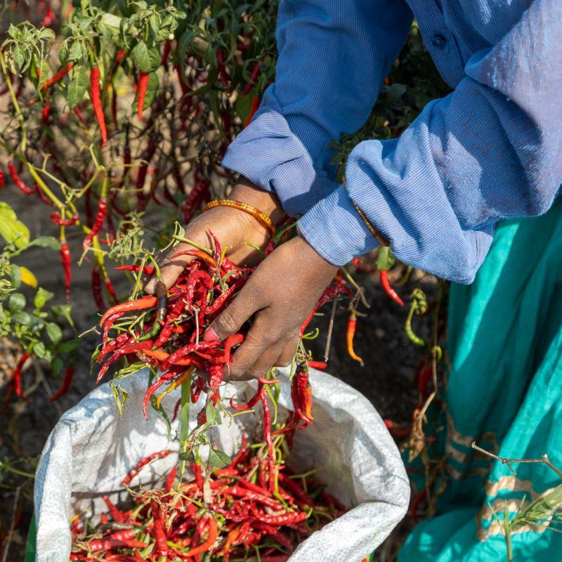 Person picking peppers