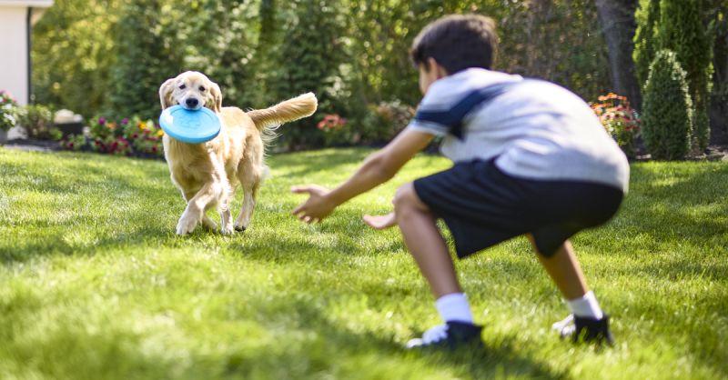 Dog with a toy