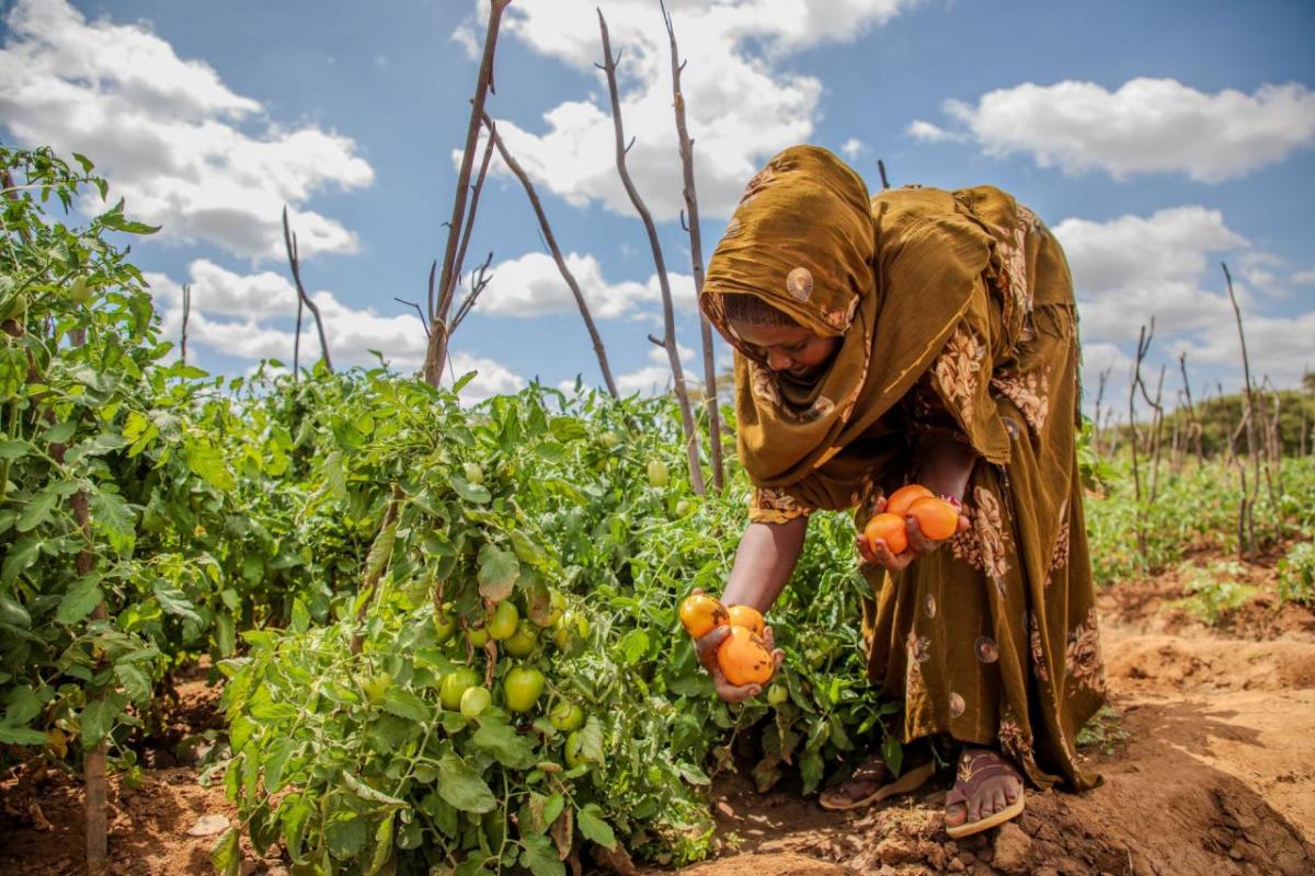 Climate-smart farming makes the cultivation of high-value crops like tomatoes possible.