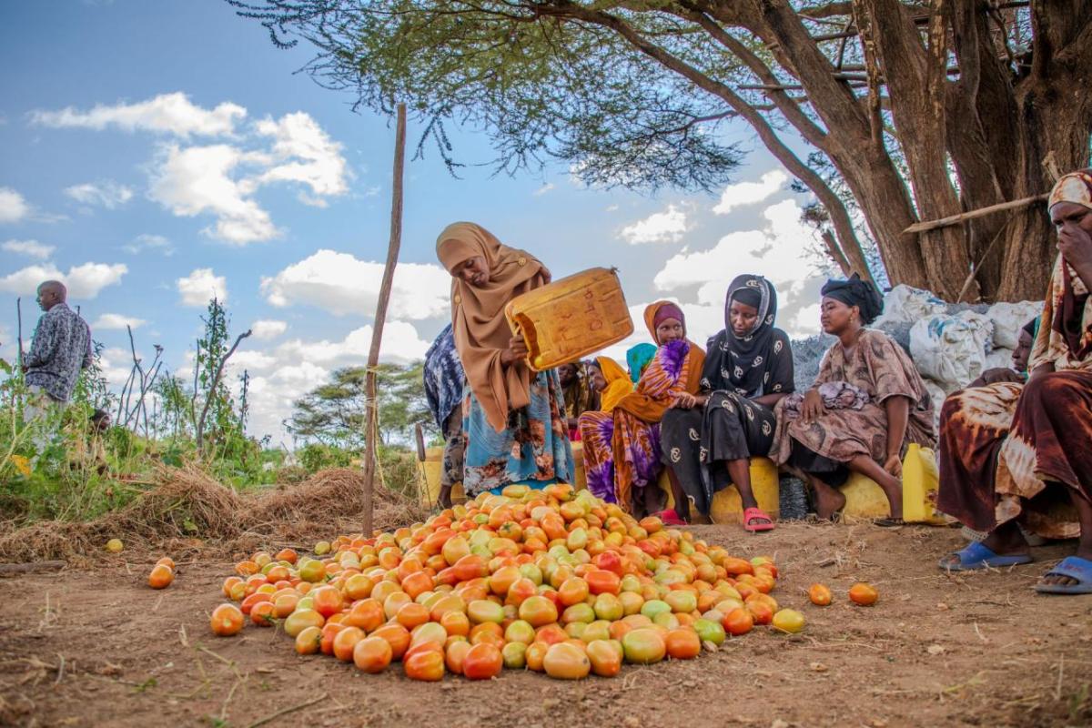Increasing tomato production is a top priority for all partners in the project.