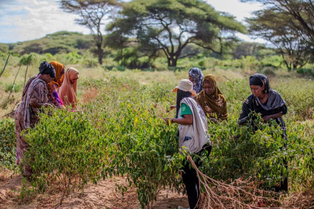 Drought-resistant crops boost diet diversity and fight hunger.
